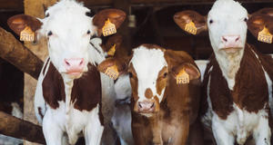 Конференция по молочному животноводству состоится 27 апреля