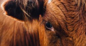 На Алтае набирает обороты крупный инвестпроект по производству качественной говядины