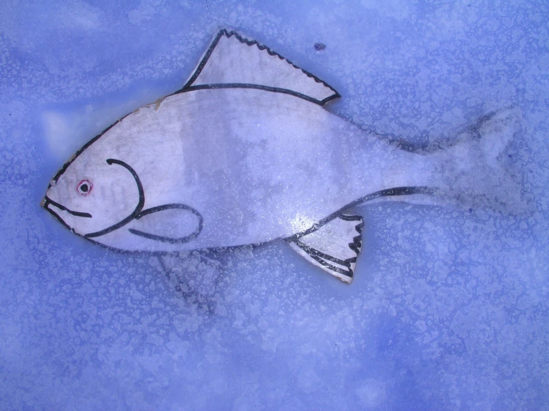 Рост цен на рыбу к Новому году