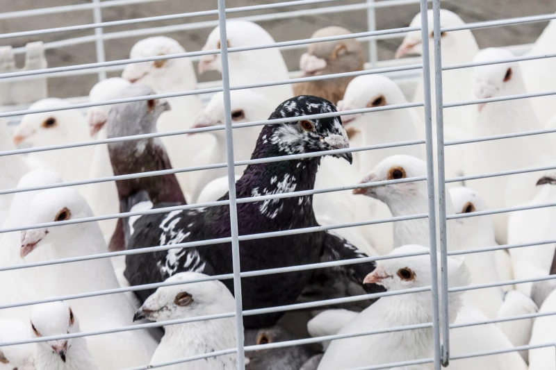 Скандал в Мадриде: ресторан подавал голубей вместо утки