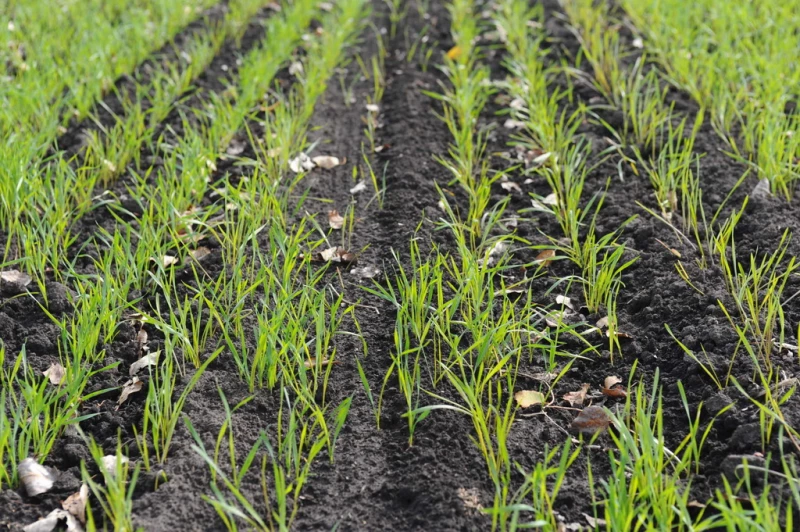 Рекорд по производству сои в Алтайском крае