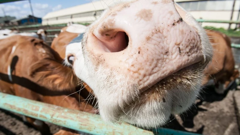 Завод по переработке молока в Славгороде