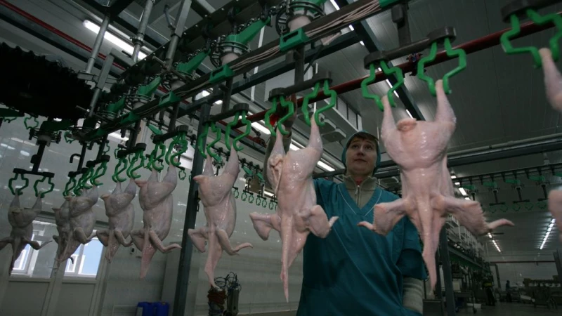 Нарушение стандартов в вегетарианских котлетах