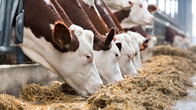 Карантин на фермах Алтая из-за пастереллеза