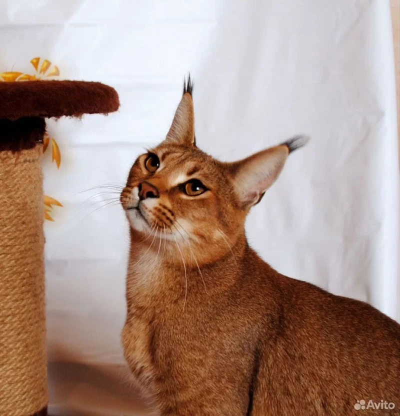 Котята бенгалов и каракет в Барнауле