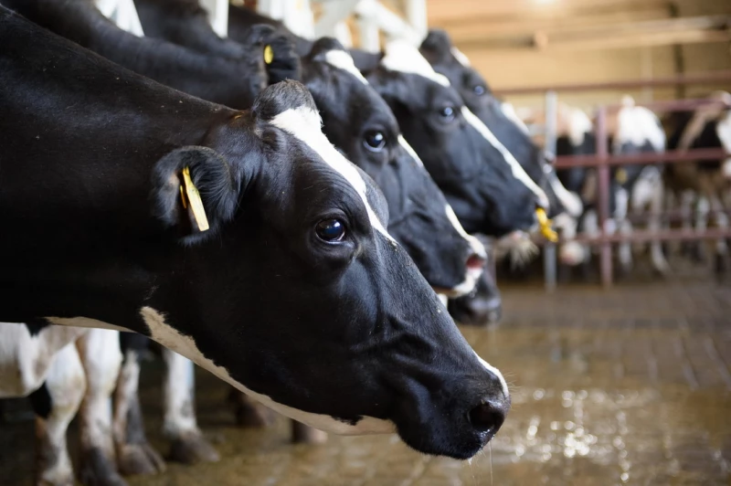 Казахстан запретил ввоз продукции животноводства из РФ