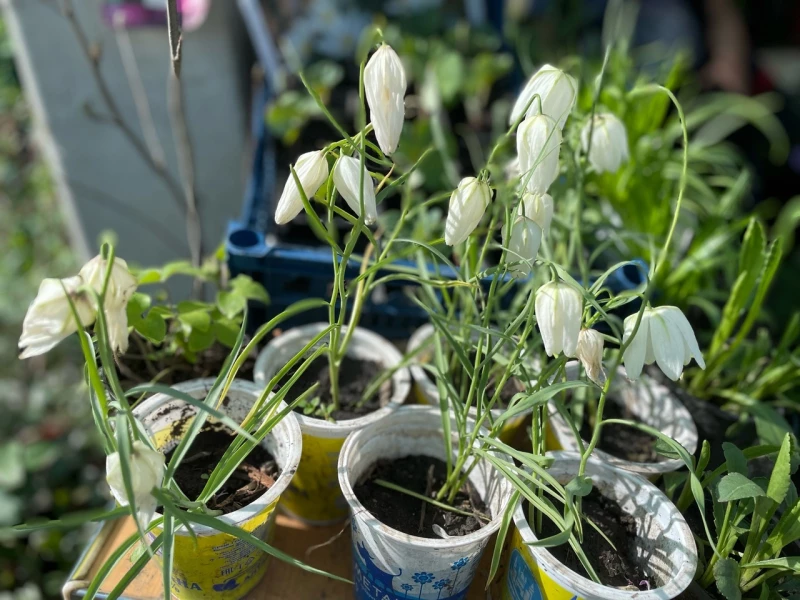 Мошенники продают несуществующие семена