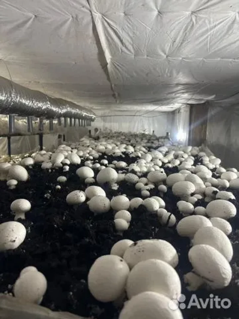 Продажа грибной фермы в Барнауле