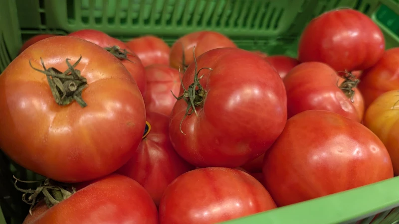 Томаты не пропустили на Алтай: нарушение требований