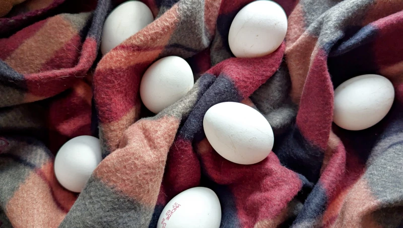 Как выбрать и безопасно употреблять яйца