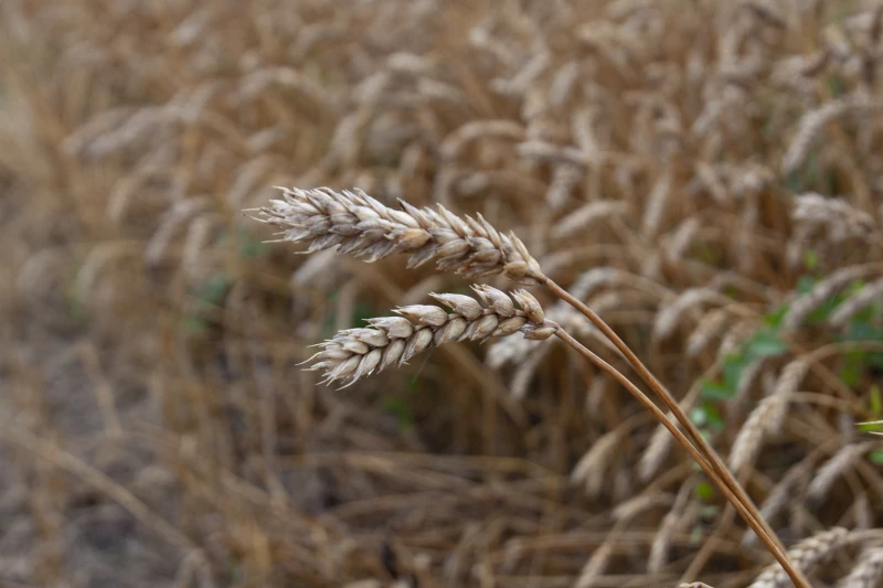 Мониторинг пшеницы в России 2026