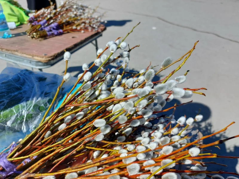 Фрукты и колба: весна в Барнауле