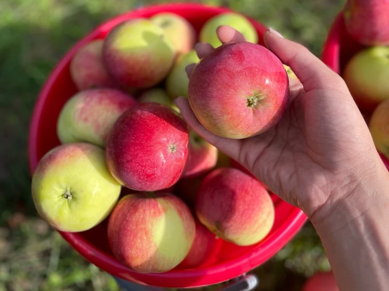 Высокие цены на яблоки на Чукотке